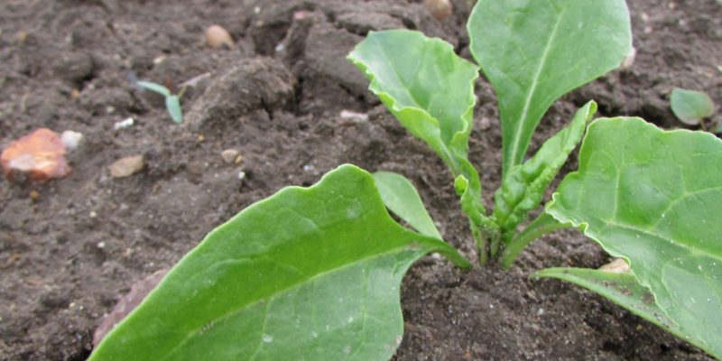 Sugar-beet-close-FW