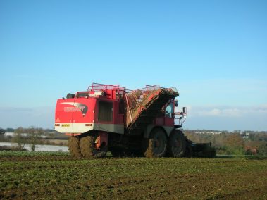 Beet harvesting at Morley Farm