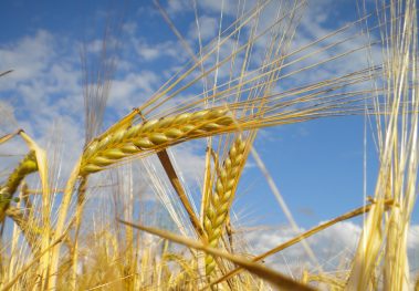 Ripening crop at Morley Farm