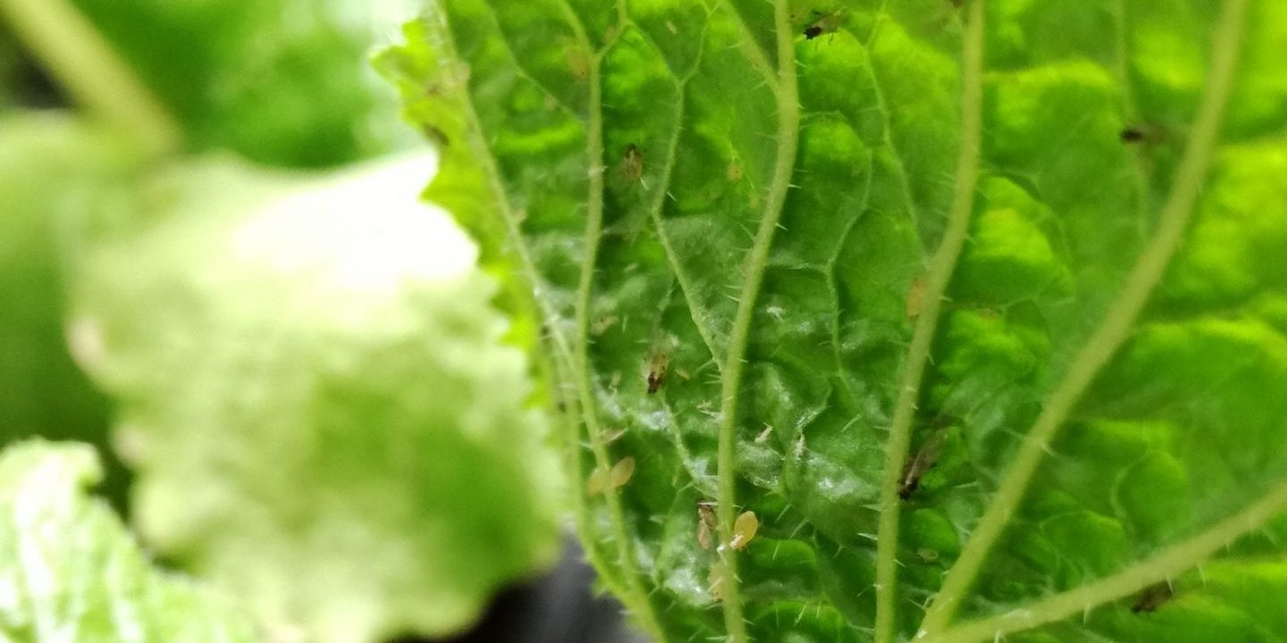 Rearing aphids for TMAF-supported PhD student Suzannah Cobb