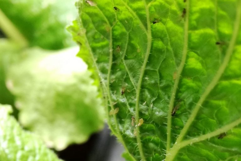 Rearing aphids for TMAF-supported PhD student Suzannah Cobb