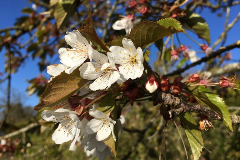 Wild cherry blossom at TMAF Morley Farm