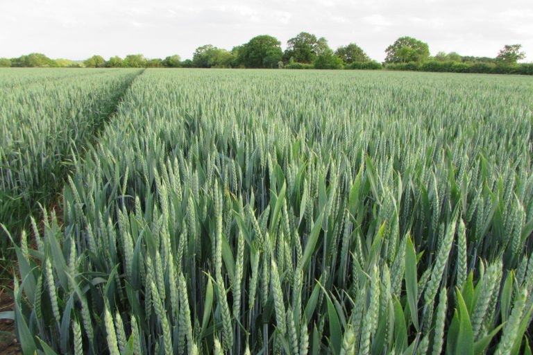 Increasing Nitrogen Use Efficiency at TMAF Morley Farms Norfolk