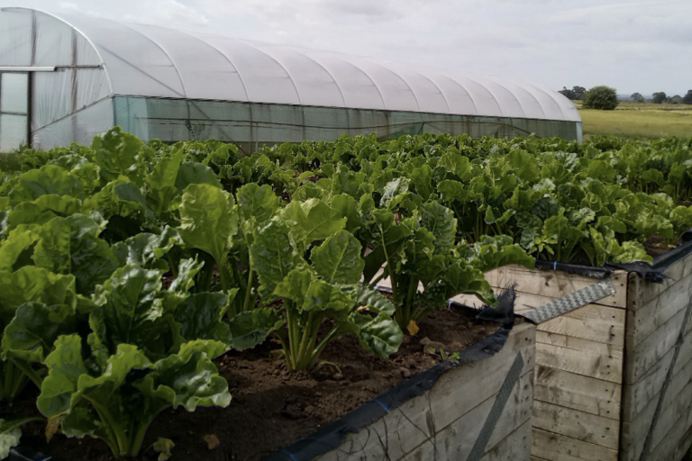 TMAF PhD Paul Chunga Water trial experiment at Harper Adams University