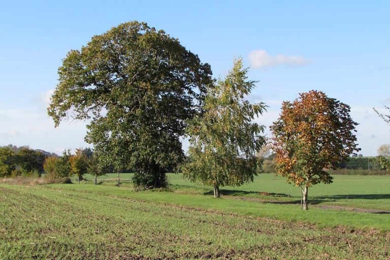 TMAF Morley field headland and trees