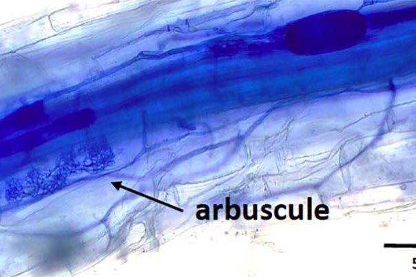 Symbiotic arbuscular mycorrhizal fungi colonising a wheat root. Photo credit: Perryman and Brock