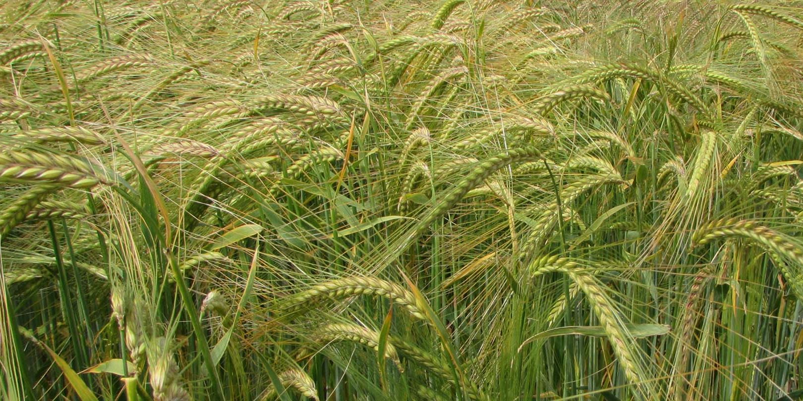 Improving barley