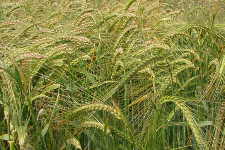 Improving barley