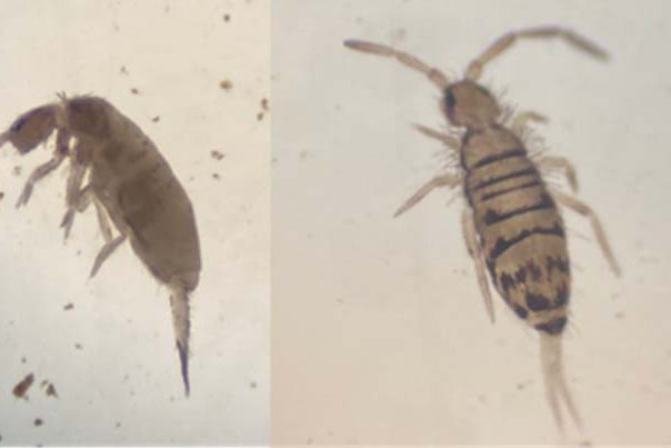 Mesofauna springtails, Louisa Moor