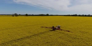 Photograph of crop sprayer driving through a field of oil seed rape with the spray booms extended