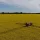 Photograph of crop sprayer driving through a field of oil seed rape with the spray booms extended