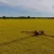 Photograph of crop sprayer driving through a field of oil seed rape with the spray booms extended