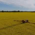 Photograph of crop sprayer driving through a field of oil seed rape with the spray booms extended